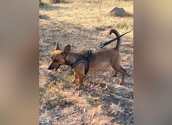 Unico sucht ein neues Zuhause