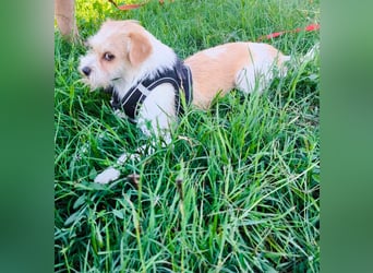 Kleine Kämpferin Lilly
