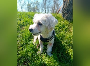 Treue Begleiterin Kathy