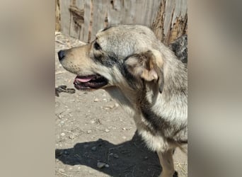 Gigi - kleiner Rohdiamant