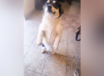 Emil - Vier Pfoten und ein großes Herz