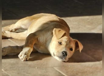 Emmi sucht ihre Familie mit Herz