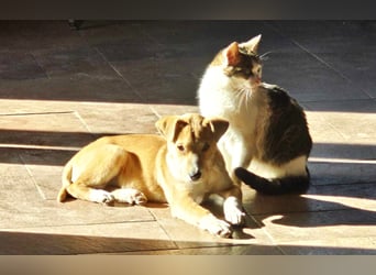 Emmi sucht ihre Familie mit Herz