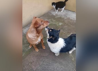 Emil - Vier Pfoten und ein großes Herz