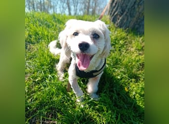 Treue Begleiterin Kathy