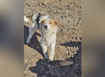 Chrissi sucht ein Zuhause