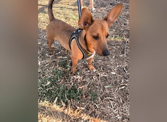 Unico sucht ein neues Zuhause