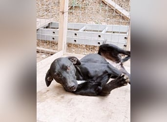 Schwarze Schönheit Hitomi