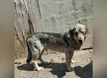 Gigi - kleiner Rohdiamant