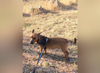 Unico sucht ein neues Zuhause