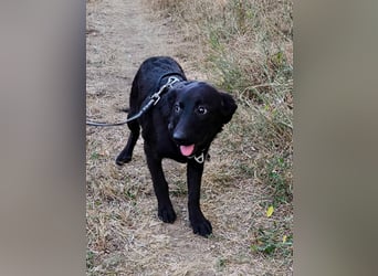 Schwarze Schönheit Tilly