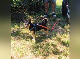 Finn mit kleinem Handicap
