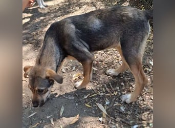 Yara sucht ein liebevolles Zuhause