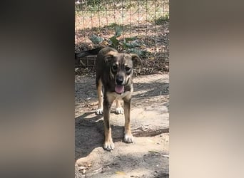 Yara sucht ein liebevolles Zuhause