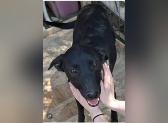 Schwarze Schönheit Hitomi