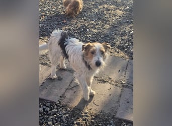 Chrissi sucht ein Zuhause