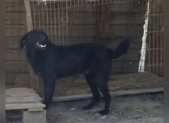 Schwarze Schönheit Hitomi