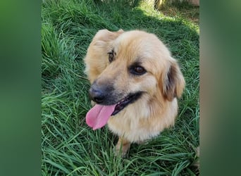 Keno sucht ein Zuhause