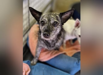 Luna und Flocki suchen ein gemeinsames Zuhause