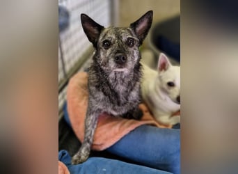 Luna und Flocki suchen ein gemeinsames Zuhause