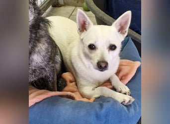 Luna und Flocki suchen ein gemeinsames Zuhause