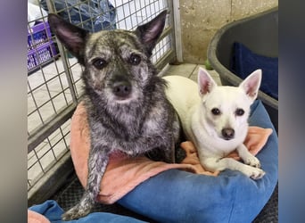 Luna und Flocki suchen ein gemeinsames Zuhause