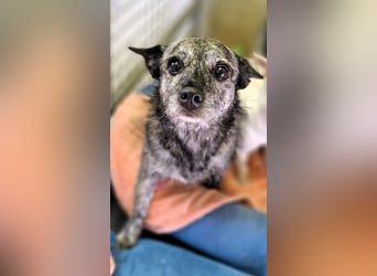 Luna und Flocki suchen ein gemeinsames Zuhause