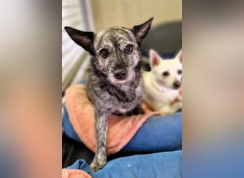 Luna und Flocki suchen ein gemeinsames Zuhause
