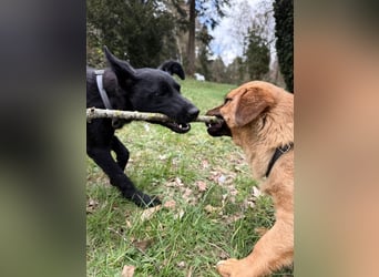 Hundekind Livia sucht von Kaltenkirchen aus ihr Für-Immer-Zuhause