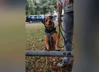 Aiko auf Pflegestelle in Rostock