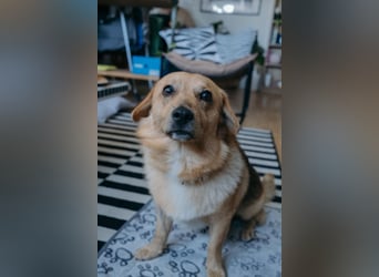 Maxi auf Pflegestelle in Rostock