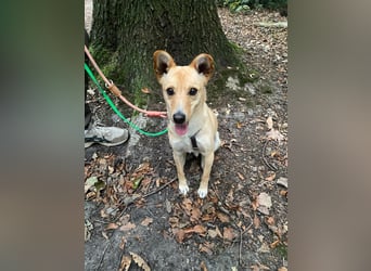 Oliver auf Pflegestelle in Bochum