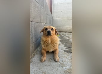Maxi auf Pflegestelle in Rostock
