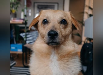 Maxi auf Pflegestelle in Rostock