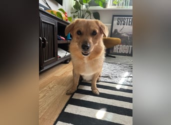 Maxi auf Pflegestelle in Rostock