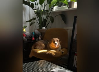 Maxi auf Pflegestelle in Rostock