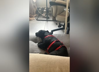Bill auf Pflegestelle östlich von Hamburg