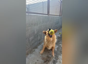 Maxi auf Pflegestelle in Rostock