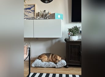 Maxi auf Pflegestelle in Rostock