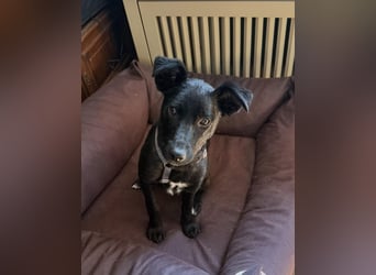 Hundekind Livia sucht von Kaltenkirchen aus ihr Für-Immer-Zuhause