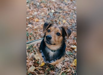Aiko auf Pflegestelle in Rostock