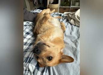 Maxi auf Pflegestelle in Rostock