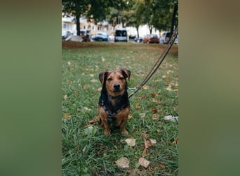 Aiko auf Pflegestelle in Rostock