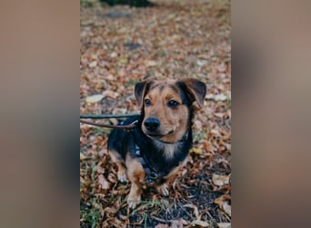Aiko auf Pflegestelle in Rostock