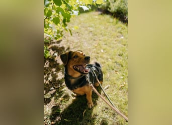 Aiko auf Pflegestelle in Rostock