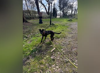 Hundekind Livia sucht von Kaltenkirchen aus ihr Für-Immer-Zuhause