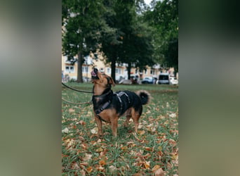 Aiko auf Pflegestelle in Rostock