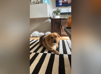 Maxi auf Pflegestelle in Rostock