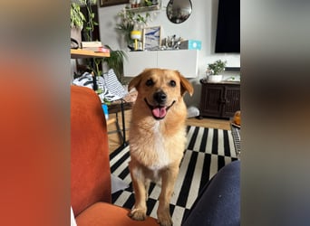 Maxi auf Pflegestelle in Rostock