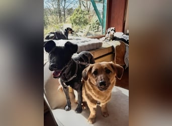 Hundekind Livia sucht von Kaltenkirchen aus ihr Für-Immer-Zuhause